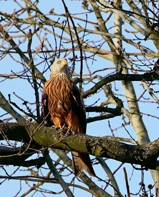 Red kite.webp