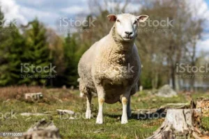 istockphoto-677710052-612x612.webp istockphoto-677710052-612x612.webp