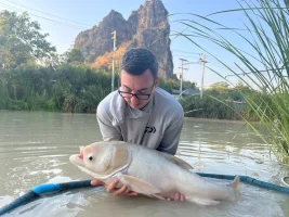 Chinese big head carp 20lb.webp