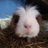 Mattie