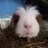 Mattie